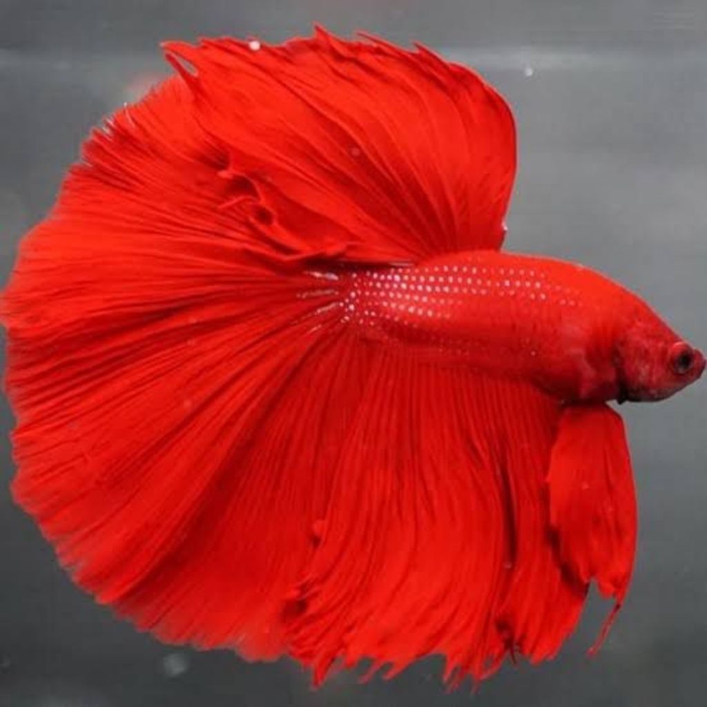 Cupang halfmoon super red junior size