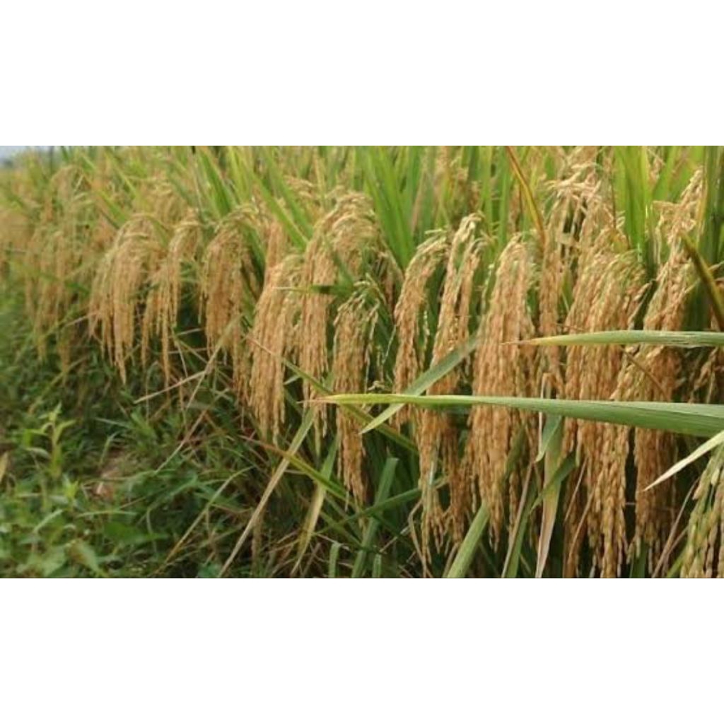 benih padi RAJASA keman 5kg