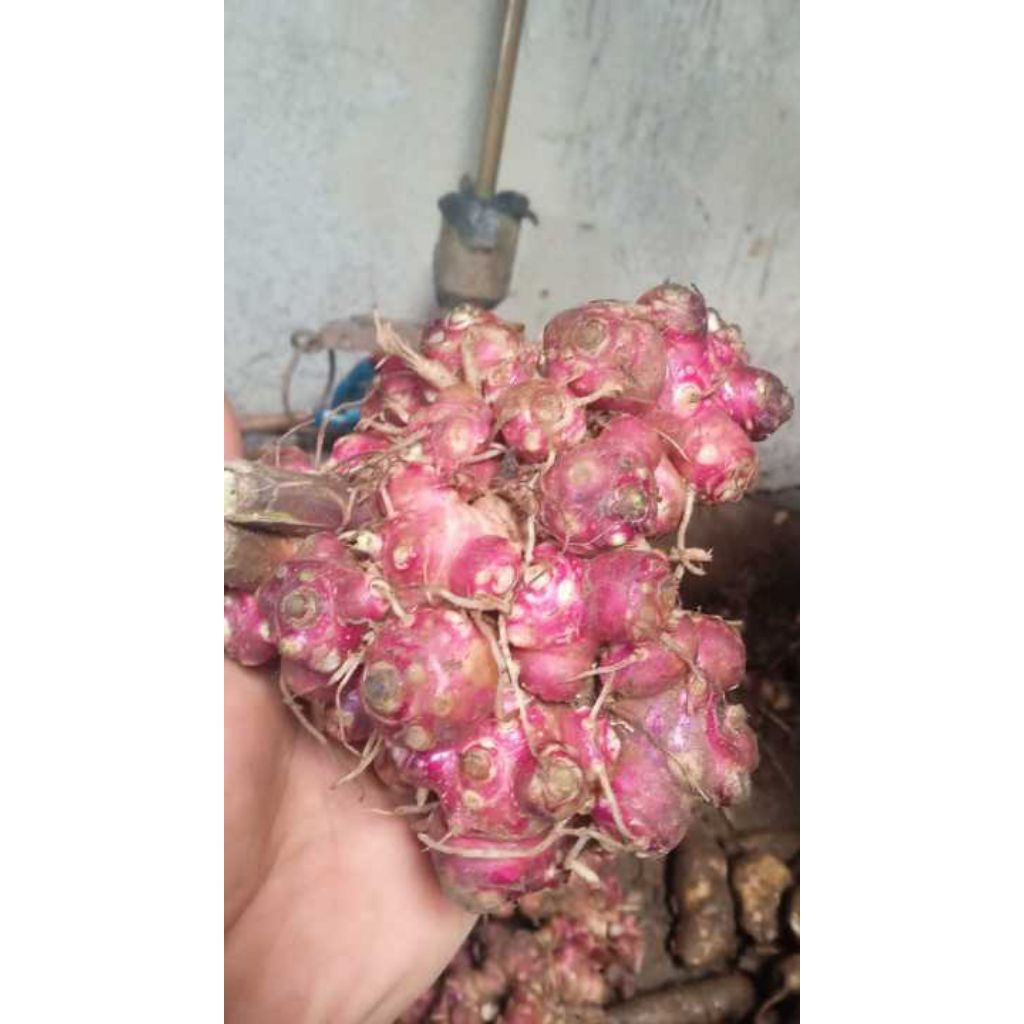 rimpang umbi yakon atau bibit umbi yakon 1/2 kg