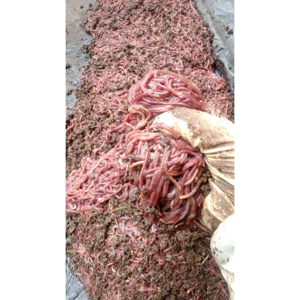 FA CACING LUMBRIKUS KOSMETIK | CACING LUMBRIKUS TIGER | CACING LUMBRIKUS SPESIALIS GALATAMA LELE| Um