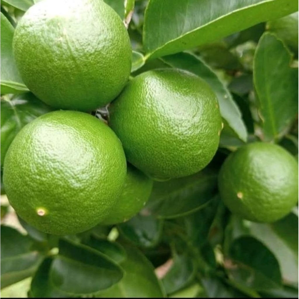 buah jeruk nipis 1 kg