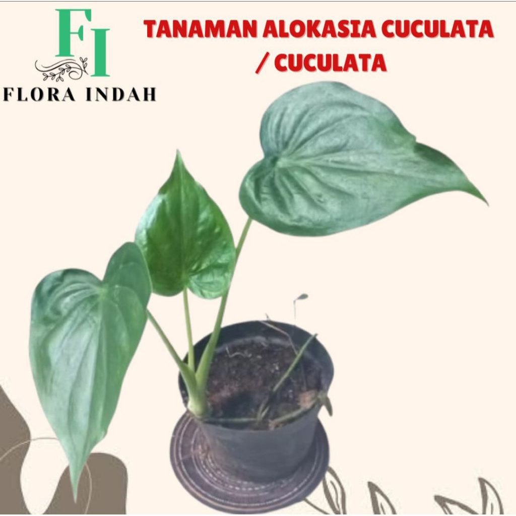 TANAMAN ALOKASIA CUCULATA / CUCULATA