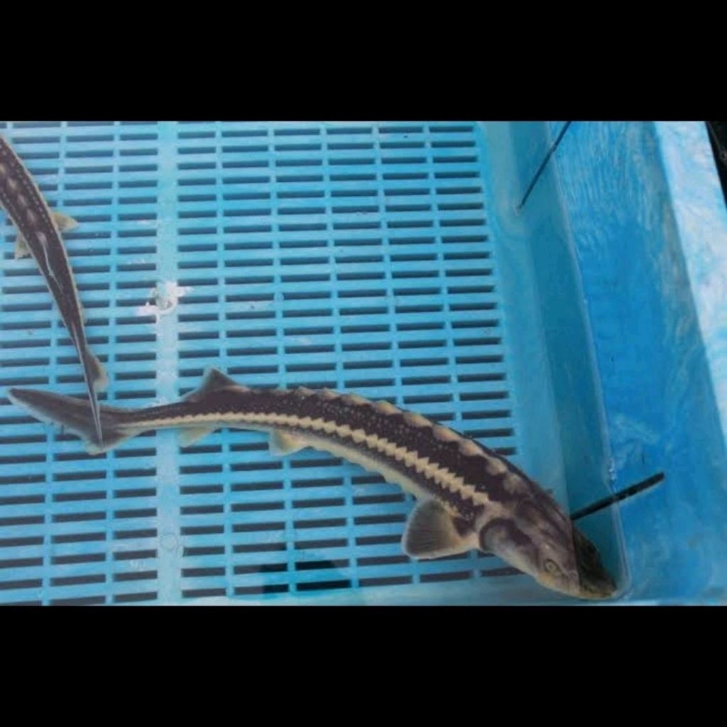 Ikan acipenser diamond sturgeon