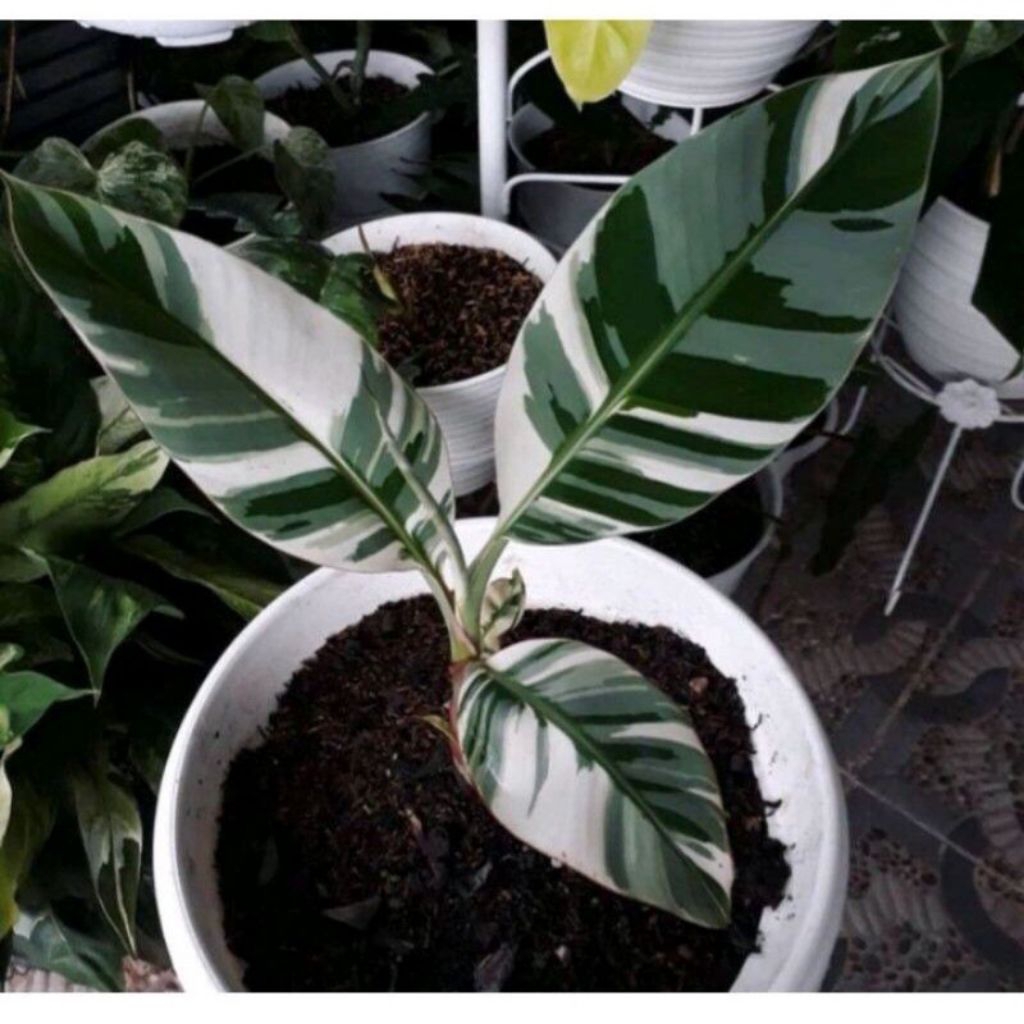 bibit pisang varigata asli hiasan rumah.stok masih terbatas ya kka