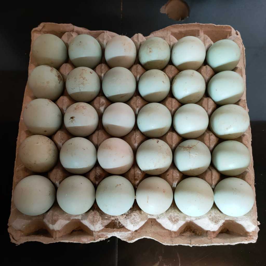 Telur Bebek /Telur Bebek Mentah