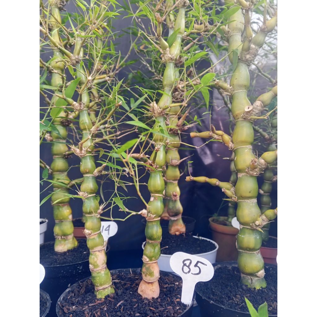 BAMBU TASBIH(NAGIN)