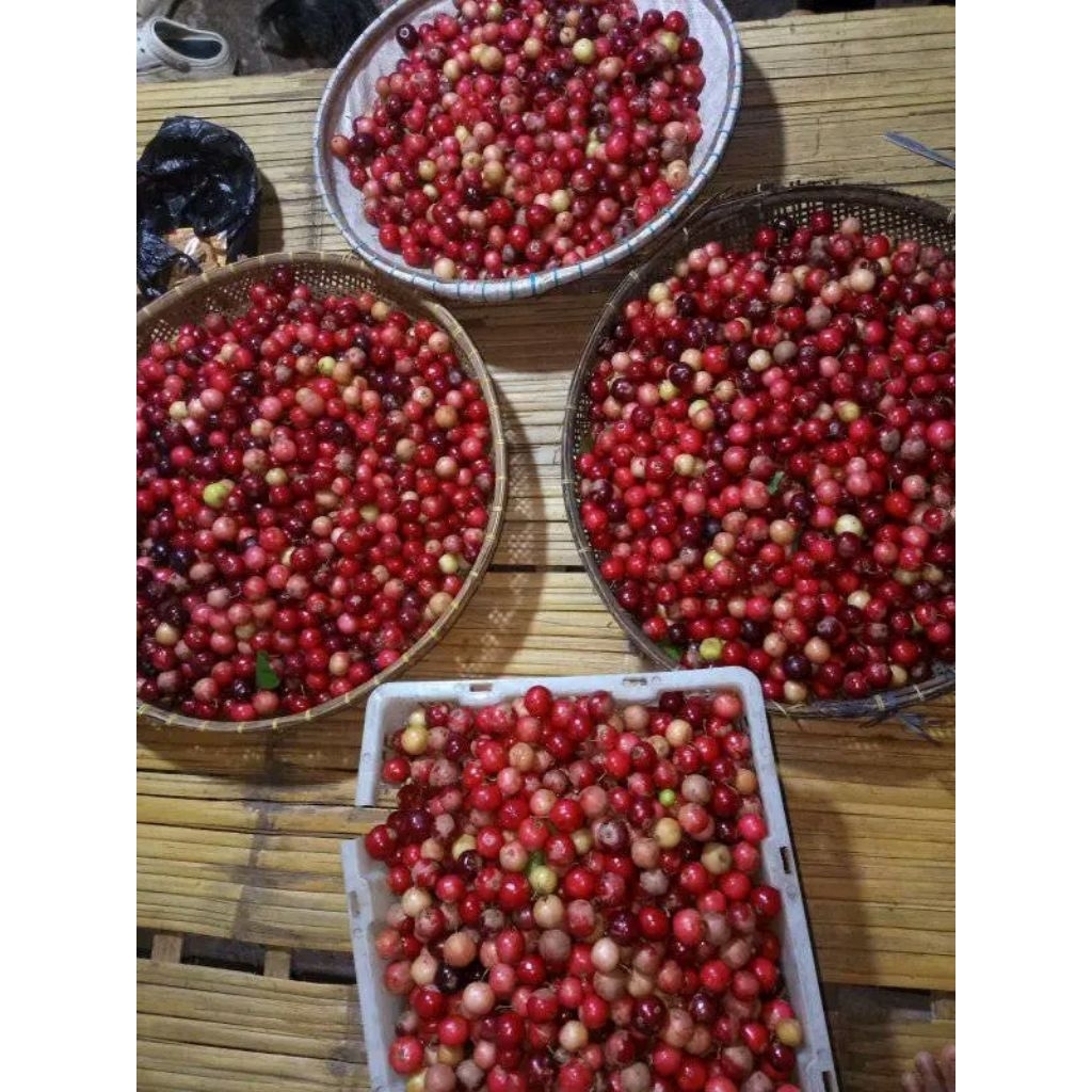 Buah loba lobi / lobi lobi masih fress