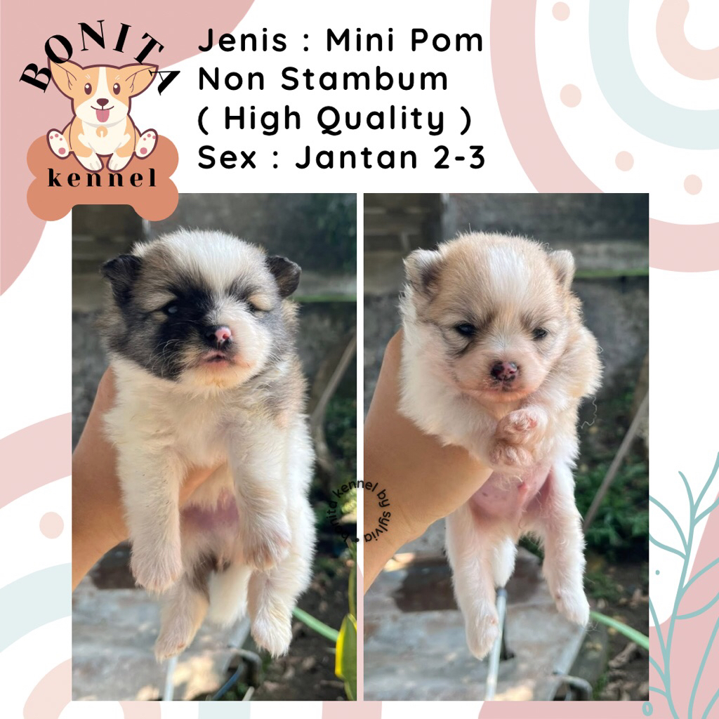 Mini Pom Non Stambum Jantan Betina Anak Anjing Minipom Pomeranian