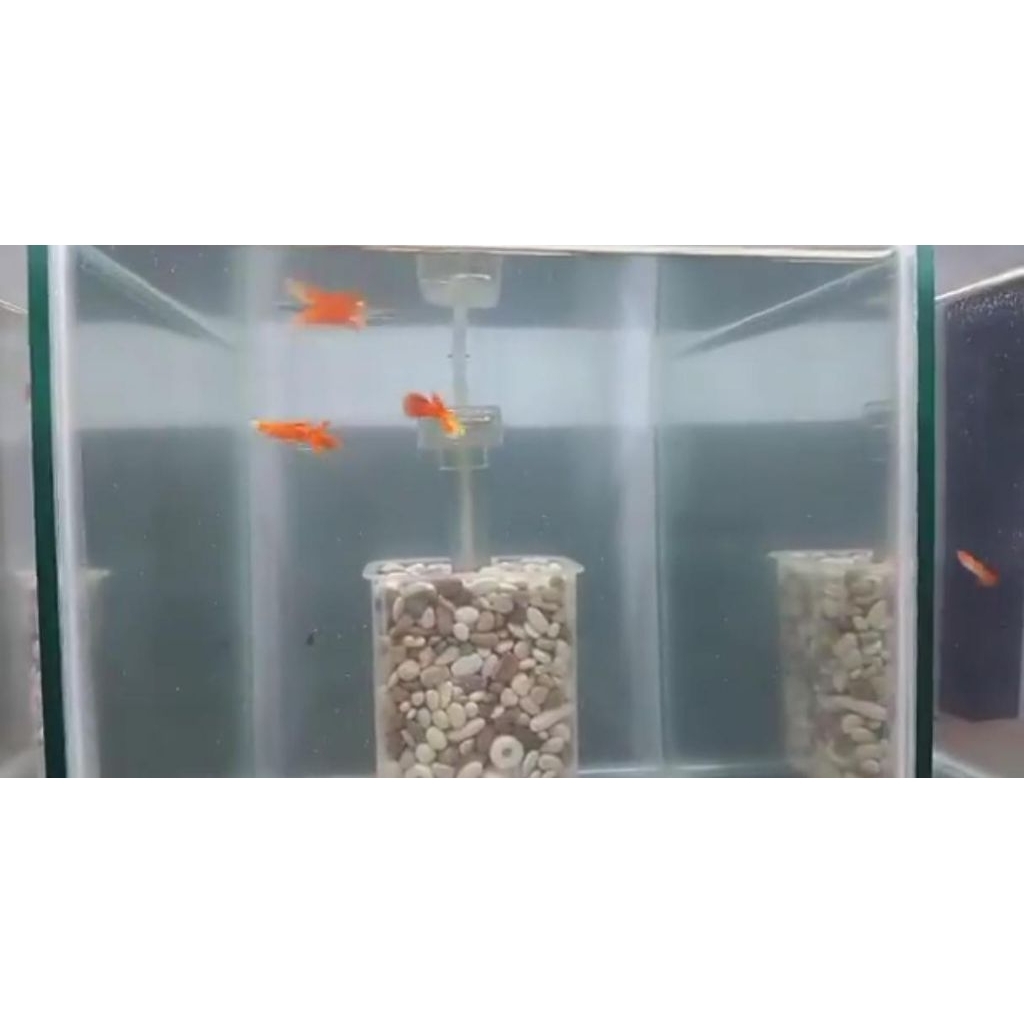 Ikan Guppy AFR Albino full red sepasang - hiasan aquarium