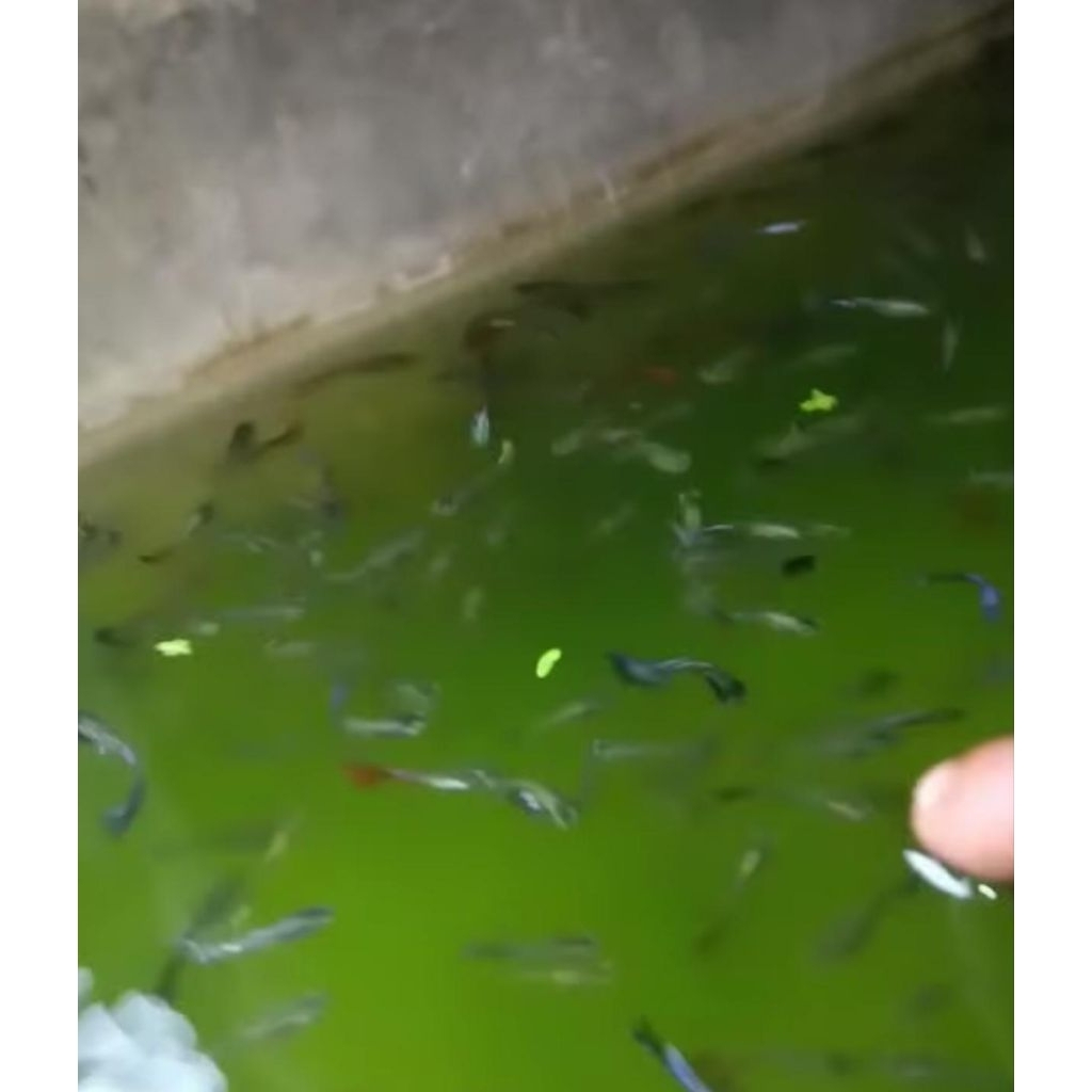 Ikan Guppy Cendolan 10 ekor(random) - hiasan aquarium/kolam