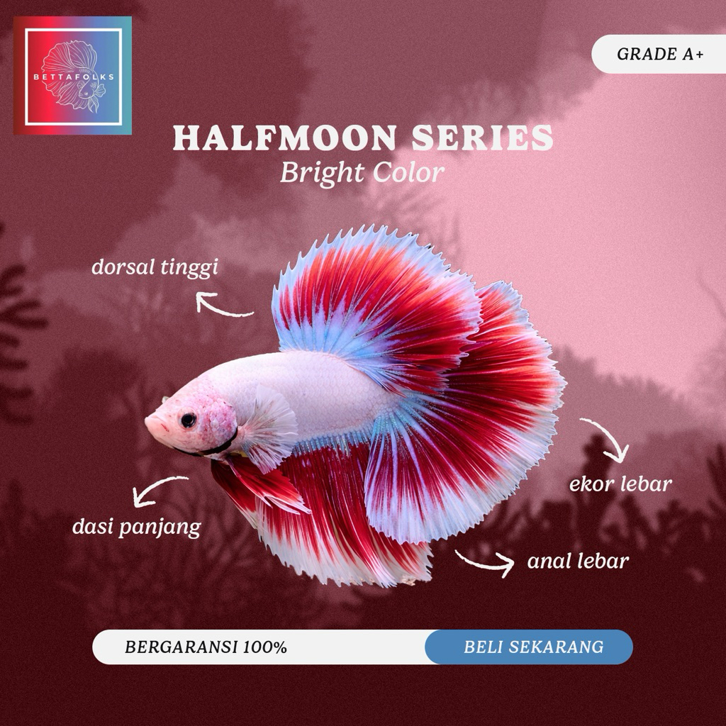Cupang Halfmoon Rosetail Red Big Ear Kriwil Grade A+ Aksesoris Aquarium