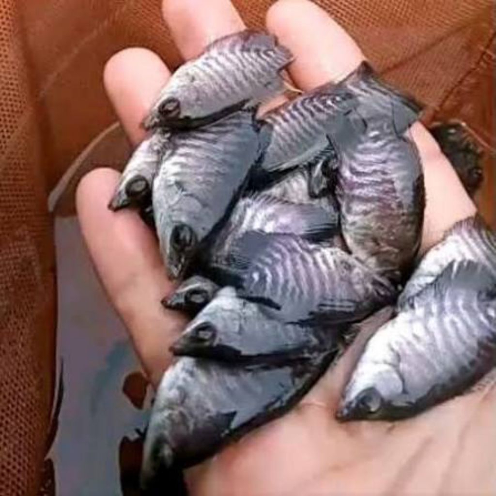 bibit ikan gurame