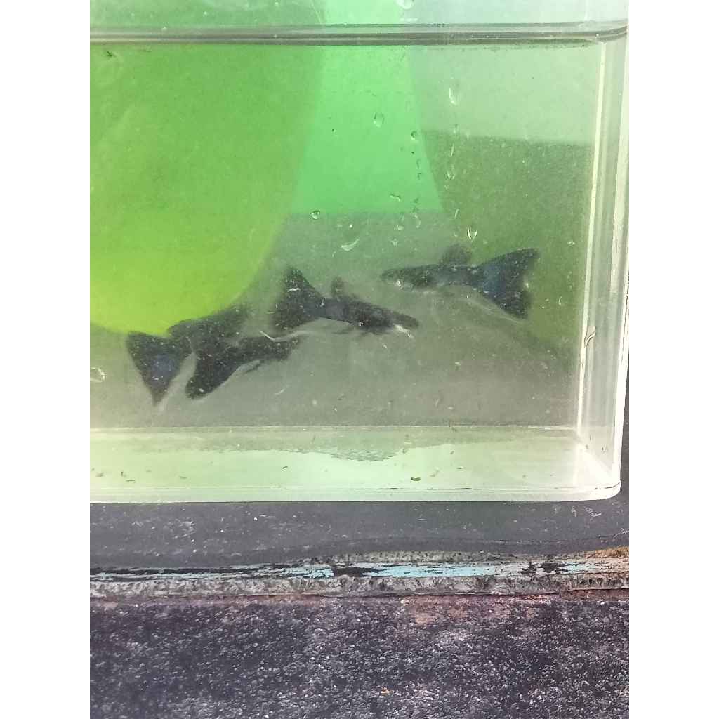 guppy ribbon black moscow