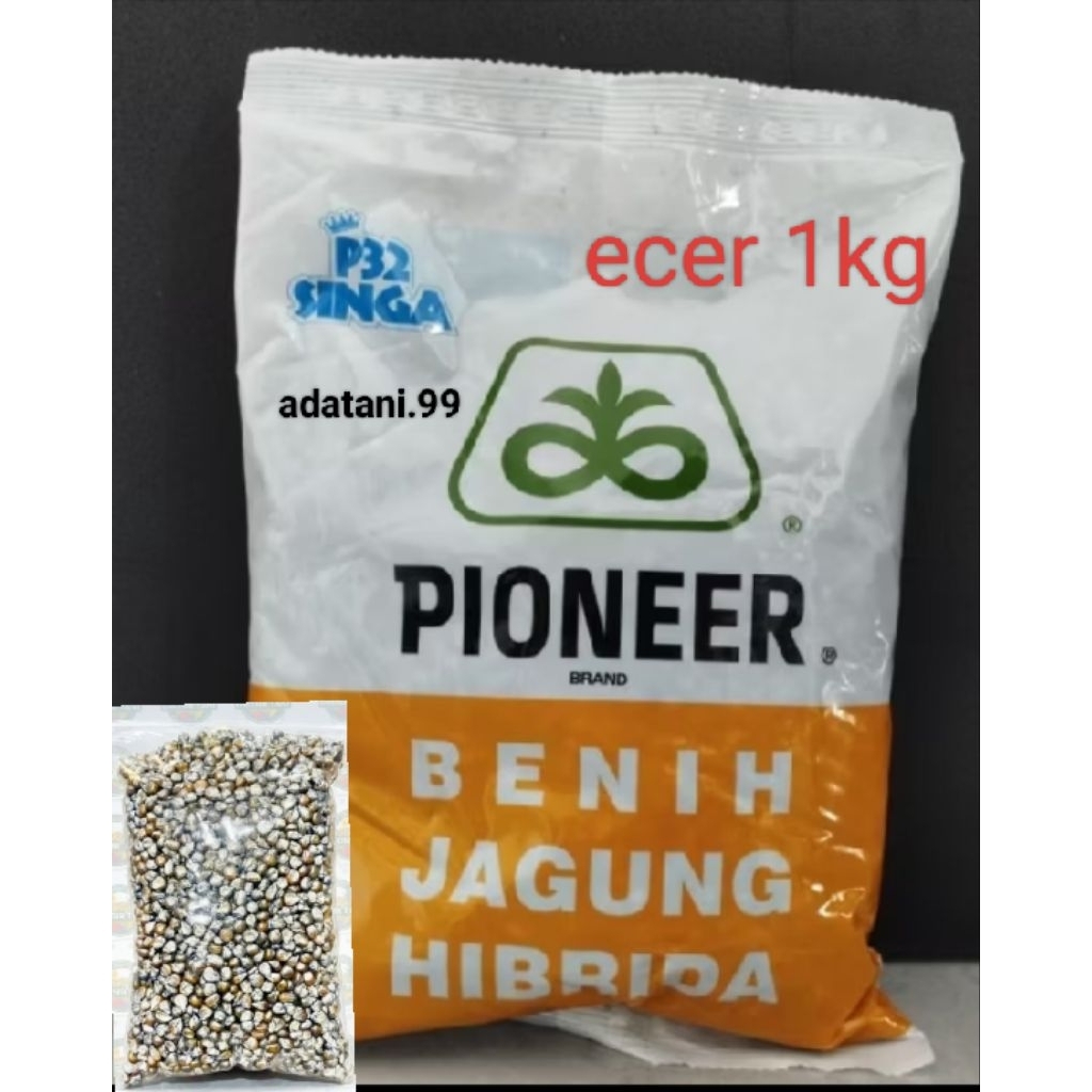 benih jagung hibrida PIONEER P32 ecer 1kg
