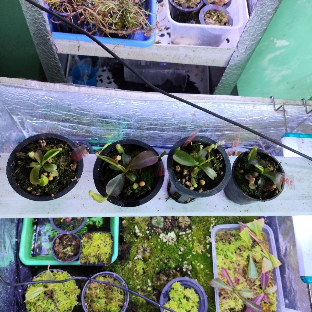 Nepenthes Hybrid (mirabilis × veitchii) × (boschiana × clipeata)