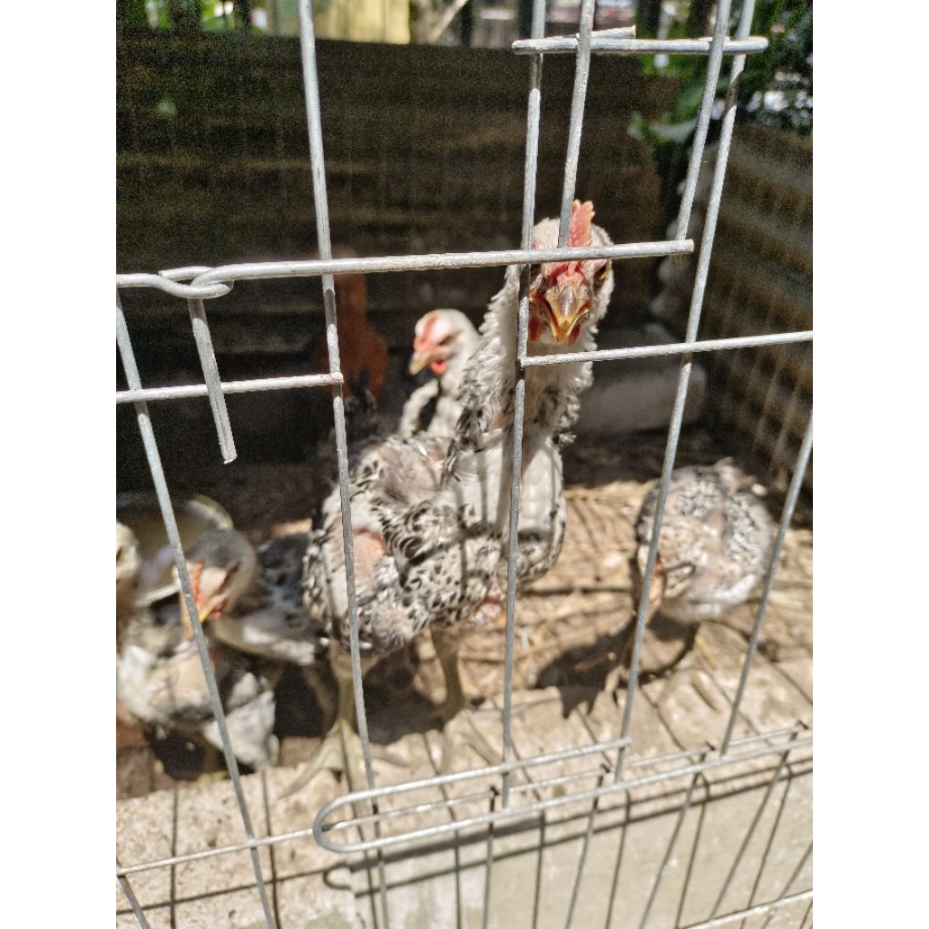 8 Ekor Anak Ayam Pelung Asli Cianjur. 5 Jantan 3 Betina