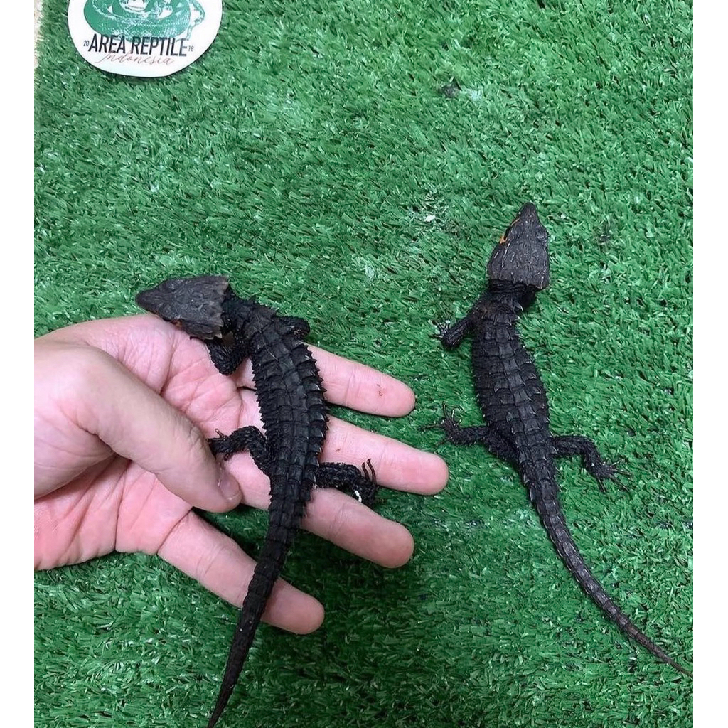 crocodile skink kadal duri jinak total