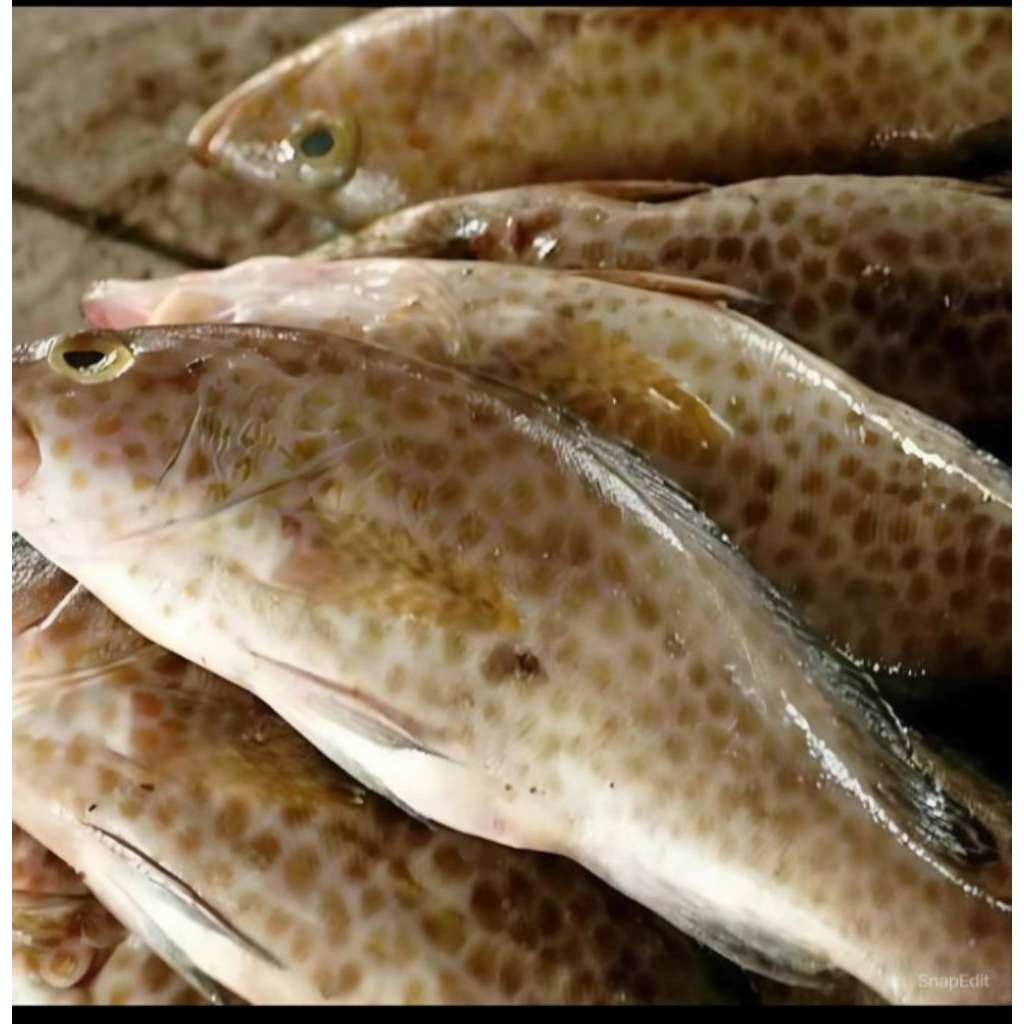 ikan kerapu macan/kerapu tutul