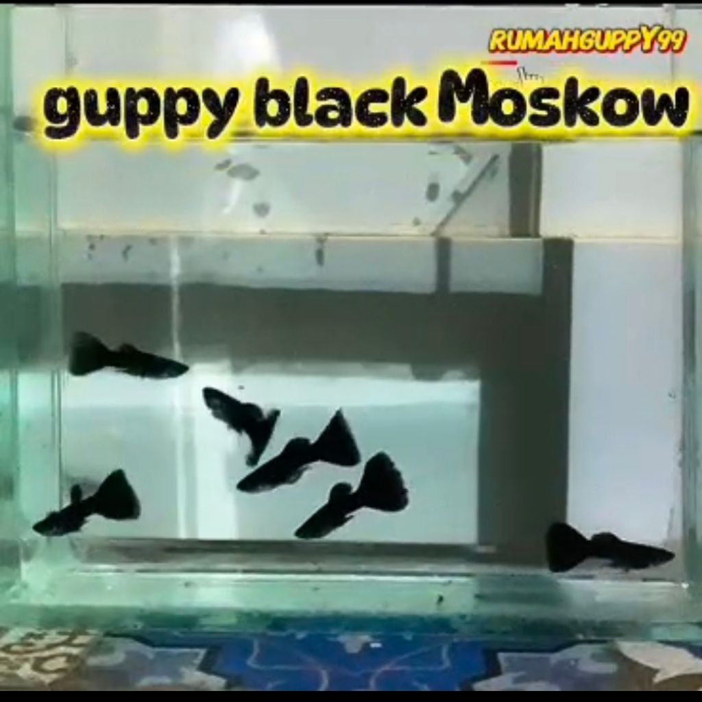 Guppy Black Moscow Full Hitam Pekat Jantan Betina Super Sehat Aktif