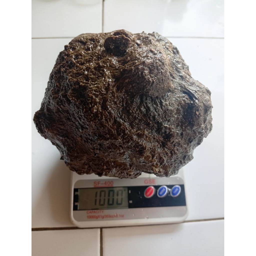 Pulut burung super lengket berat 1'kg coklat ranting