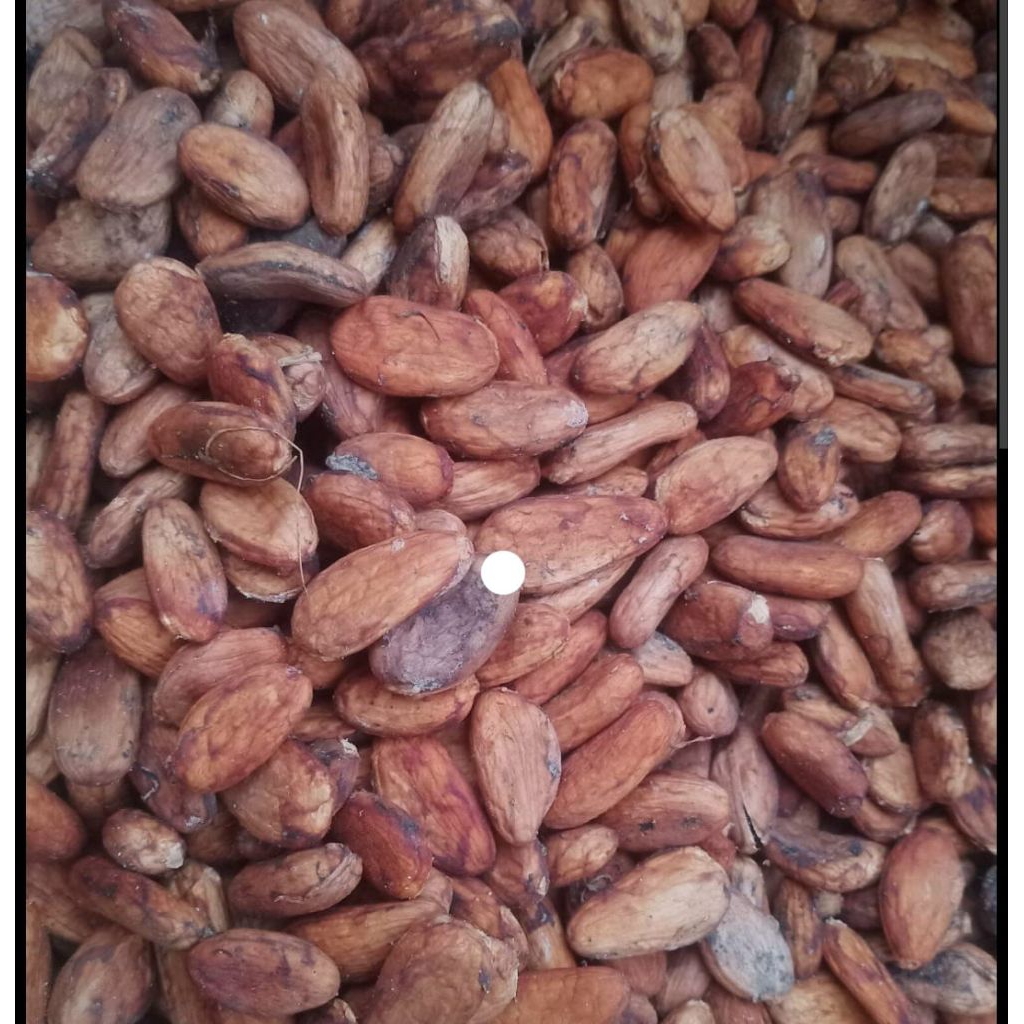 Biji kakao super kering 1kg