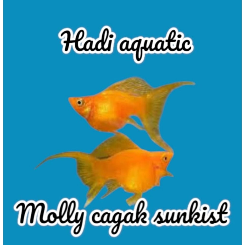 hiasan molly Sunkist lyretail ( cagak )
