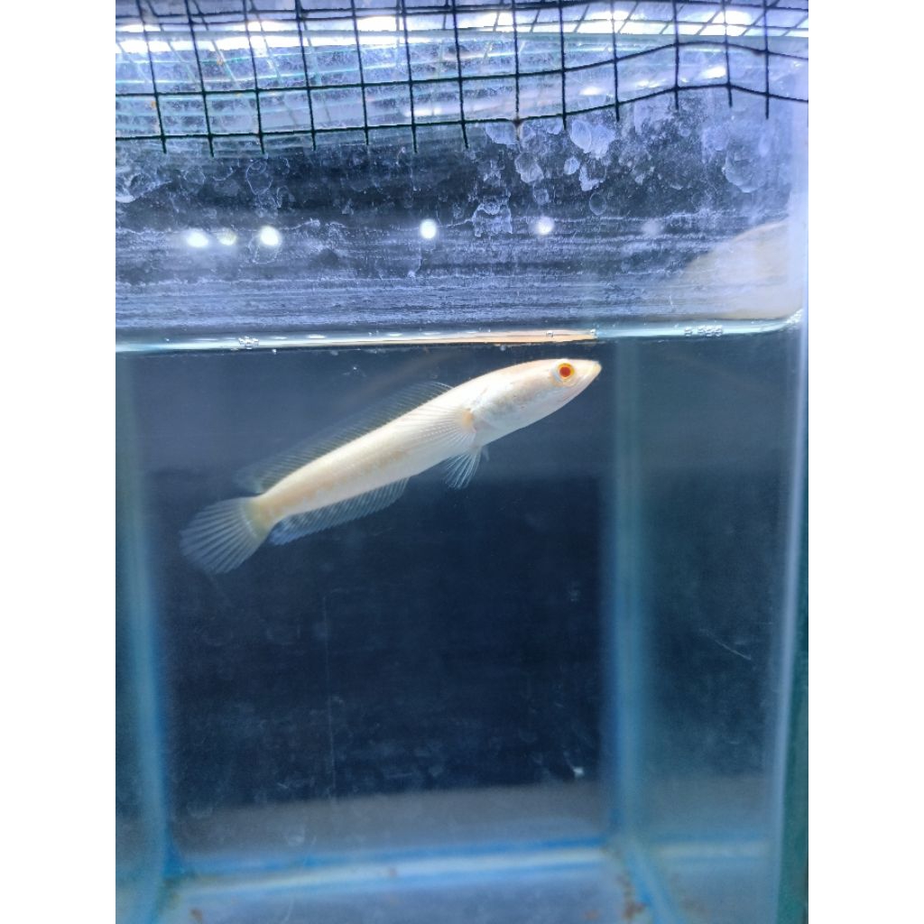 Striata Albino LIVE