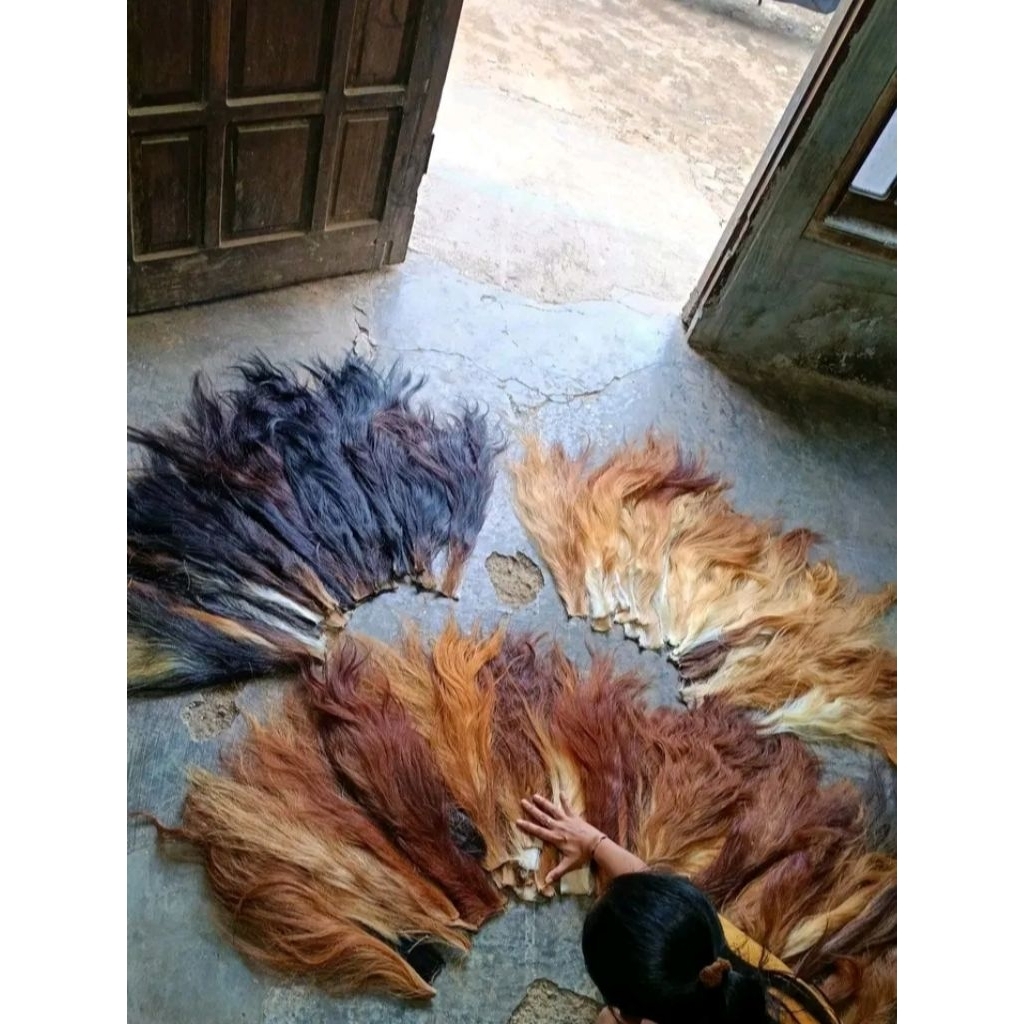 EKOR SAPI SUPER PANJANG TEBAL / buntut sapi super sudah kering dan bersih