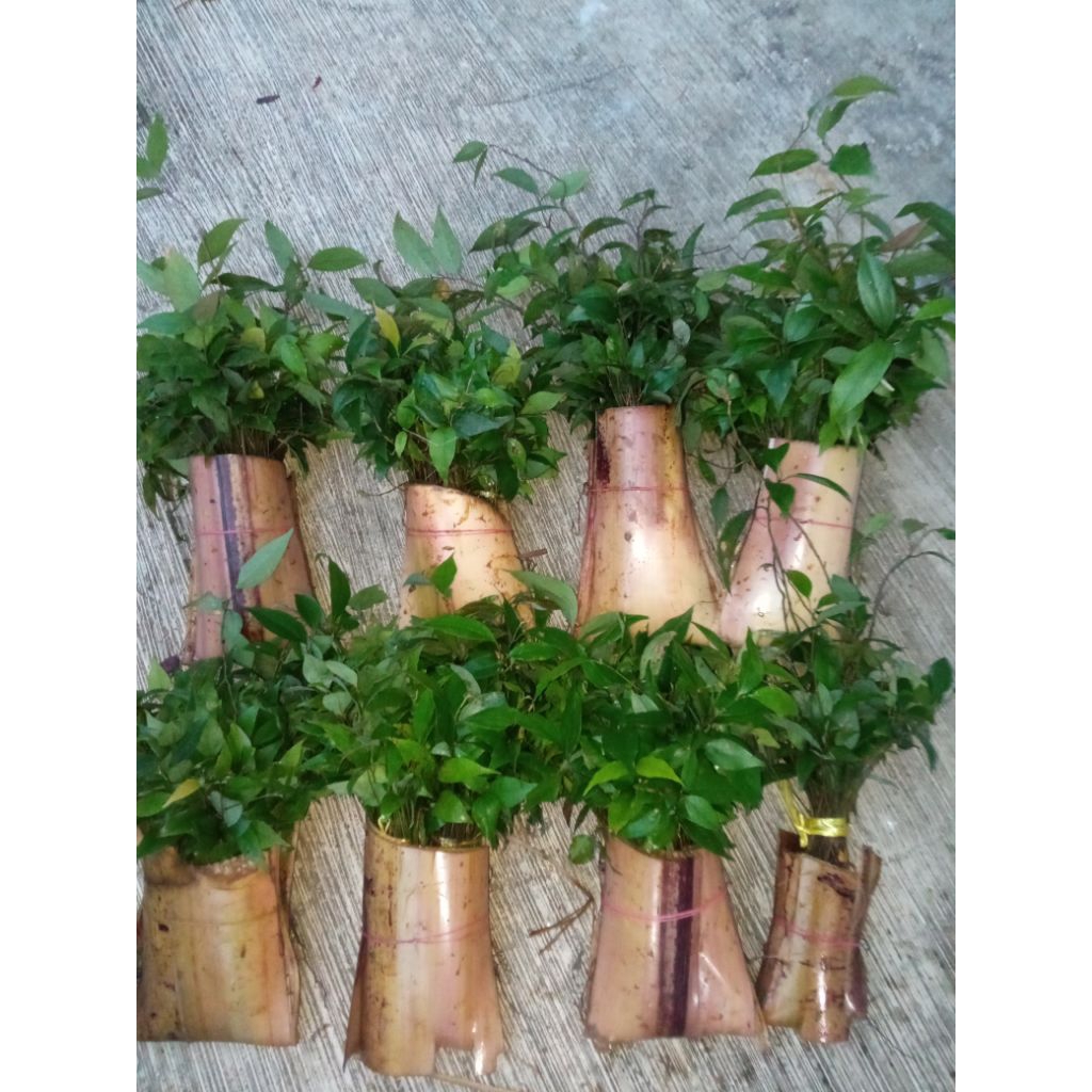 Bibit kayu manis kulit manis unggulan
