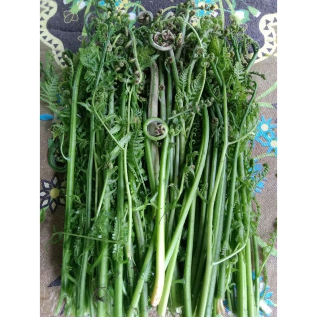 Jual pakis sayur 1kg Pakis sayur per 1kg Promo COD pakis sayur per ikat/ termurah pakis sayur segar 