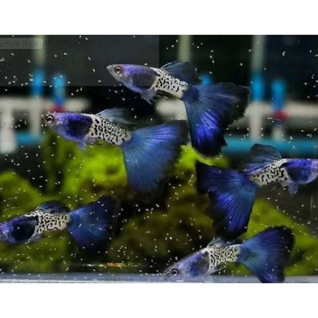 GUPPY METAL SNAKE SKIN BLUE TAIL / MSSBT BLUE INDIKAN