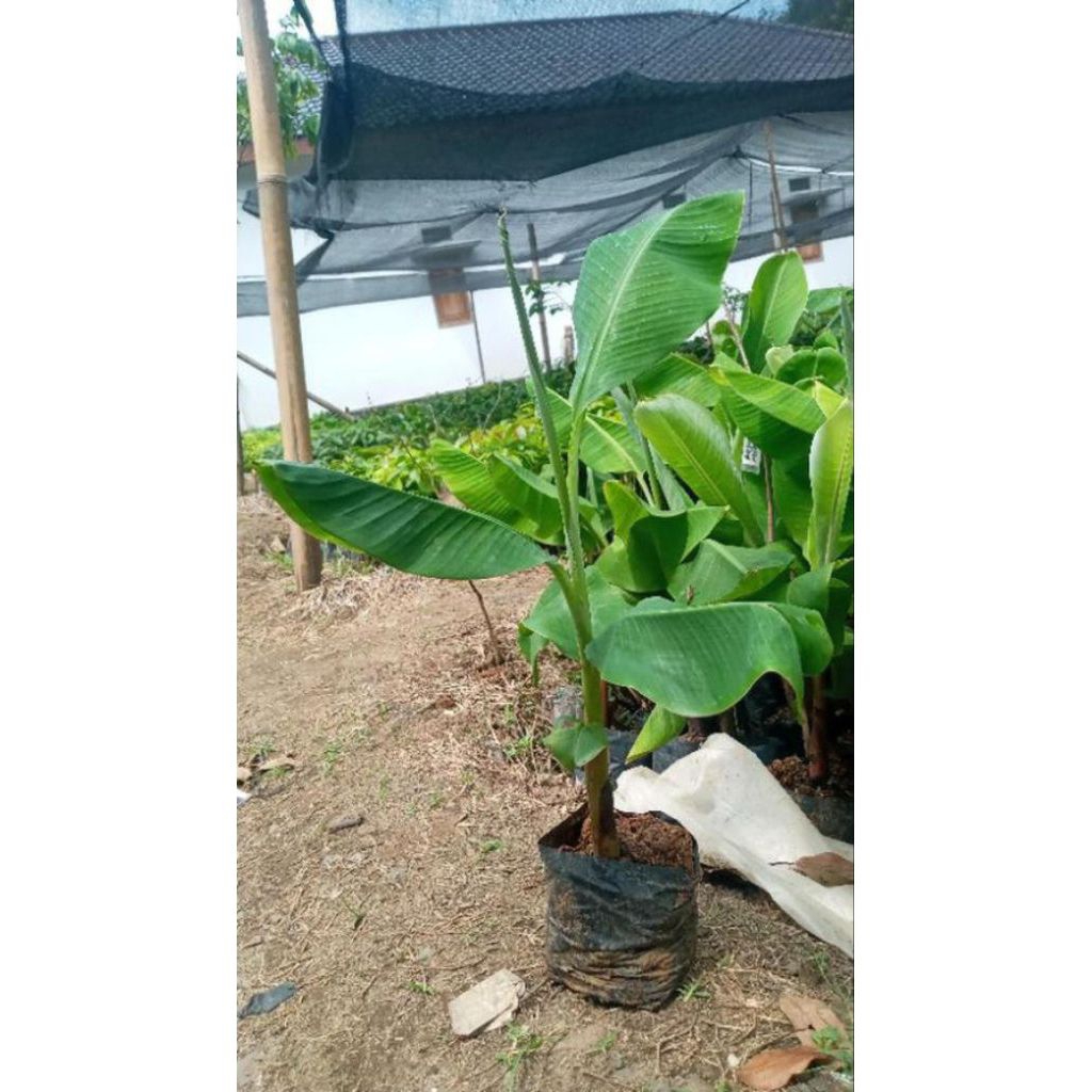Bibit Pisang Kepok Papua Siap Tanam Bonggol Besar