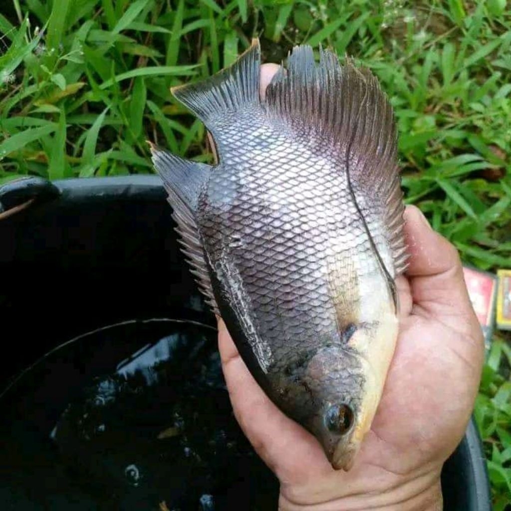 Bibit Gurame Soang 4Jari per pket 5 ekor - Kualitas Terjamin, Siap Tanam, Harga Terjangkau