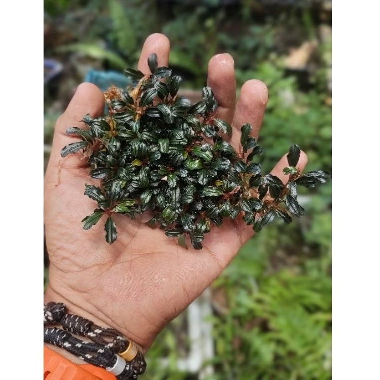 bucephalandra mini / supermini phantom - pygmaea kapit - diablo