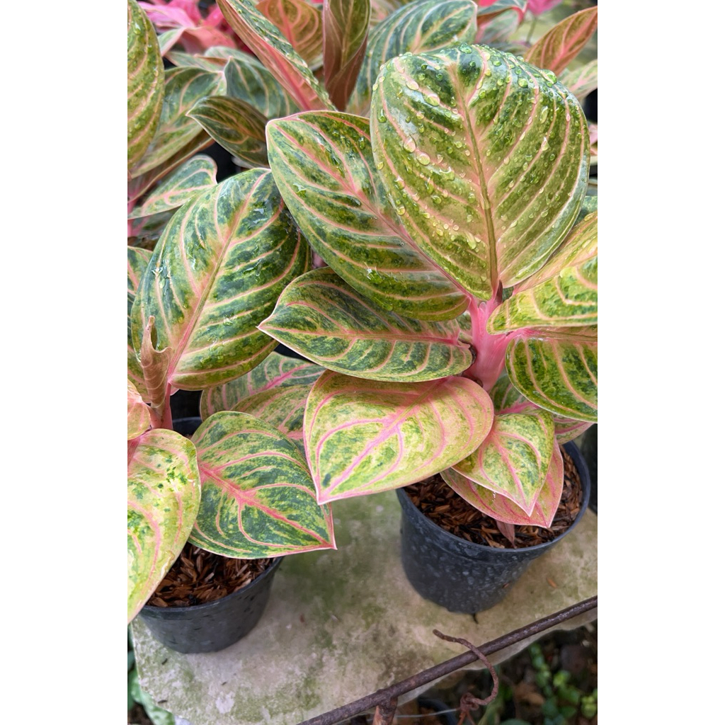 Aglaonema Rinjani