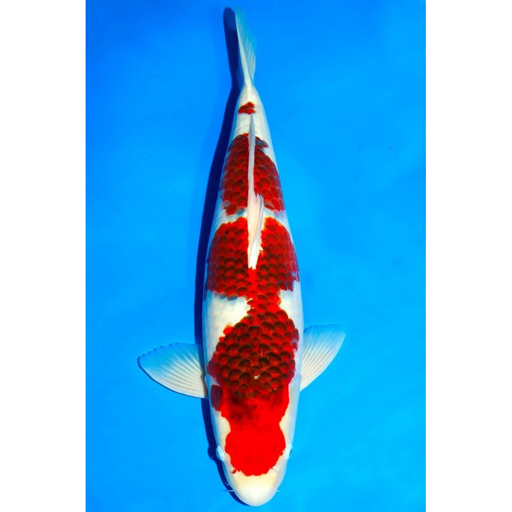 Koi Goromo size 20cm Berkualitas tinggi