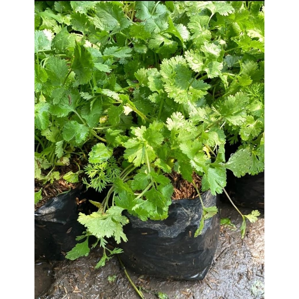 Bibit Tanaman Ketumbar/Daun ketumbar