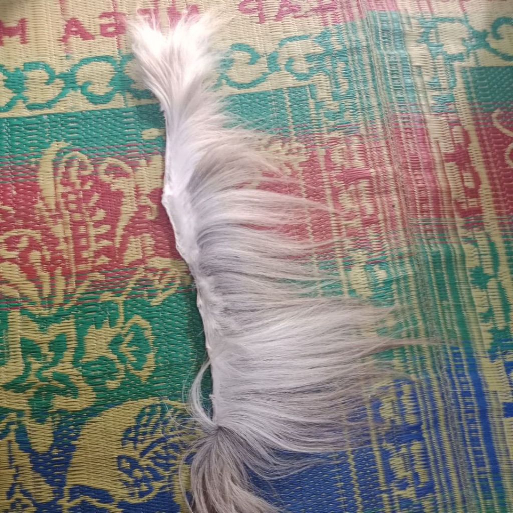 suri dawuk 36cm