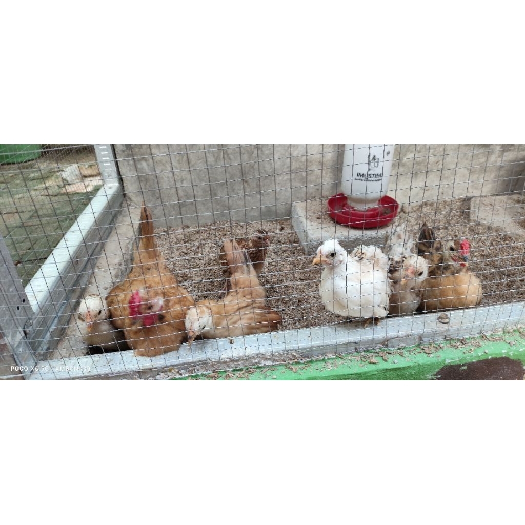 Anak ayam kate