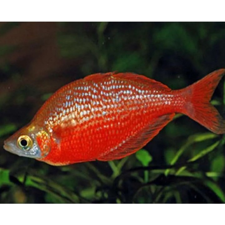 Ikan Hias Red Rainbow