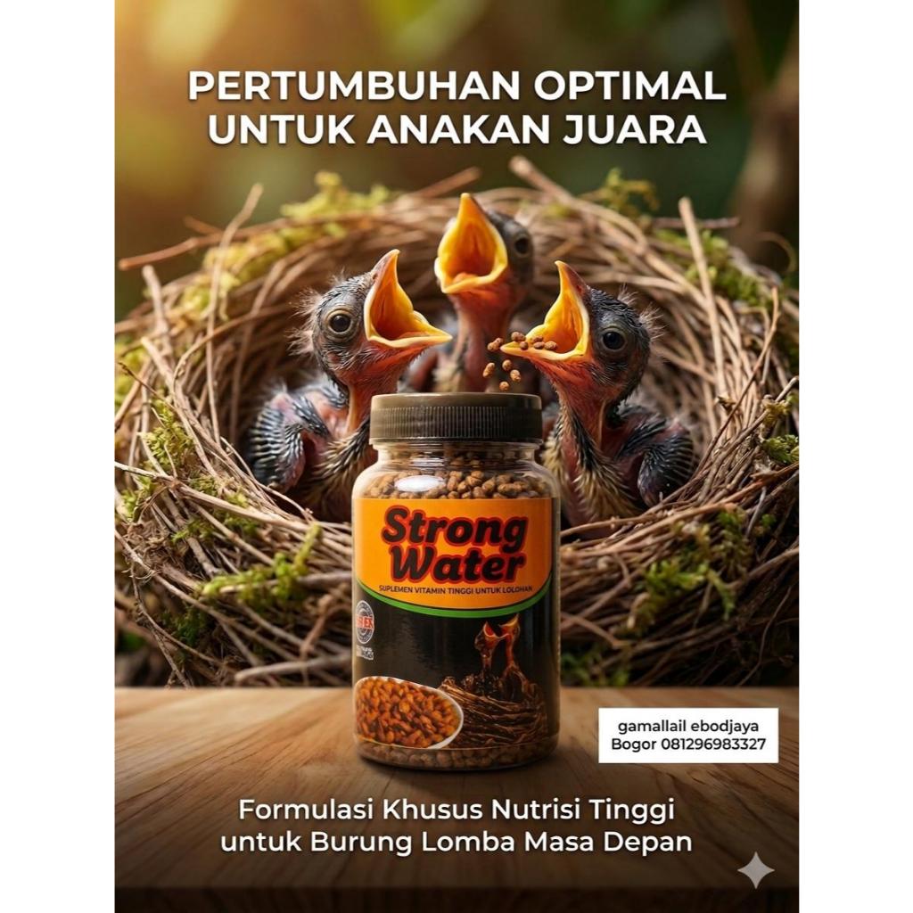 Trotol Pakan Lolohan Murai Berkualitas Ebod Jaya