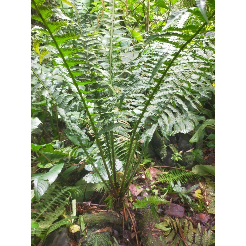 pakis hutan langka