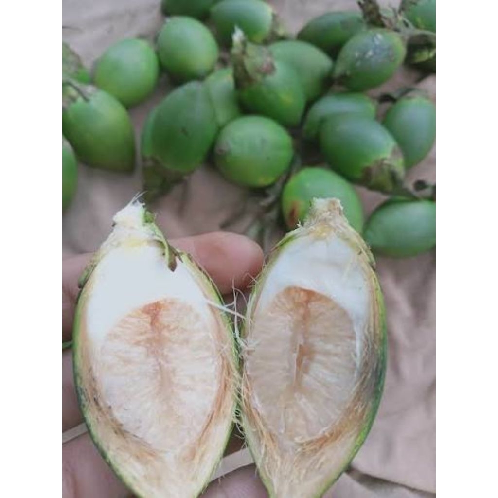 Buah pinang muda segar untuk pria perkasa