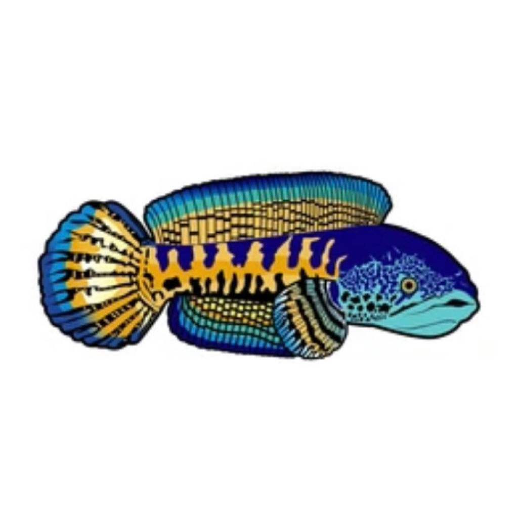 sticker AURANTI 17-18cm