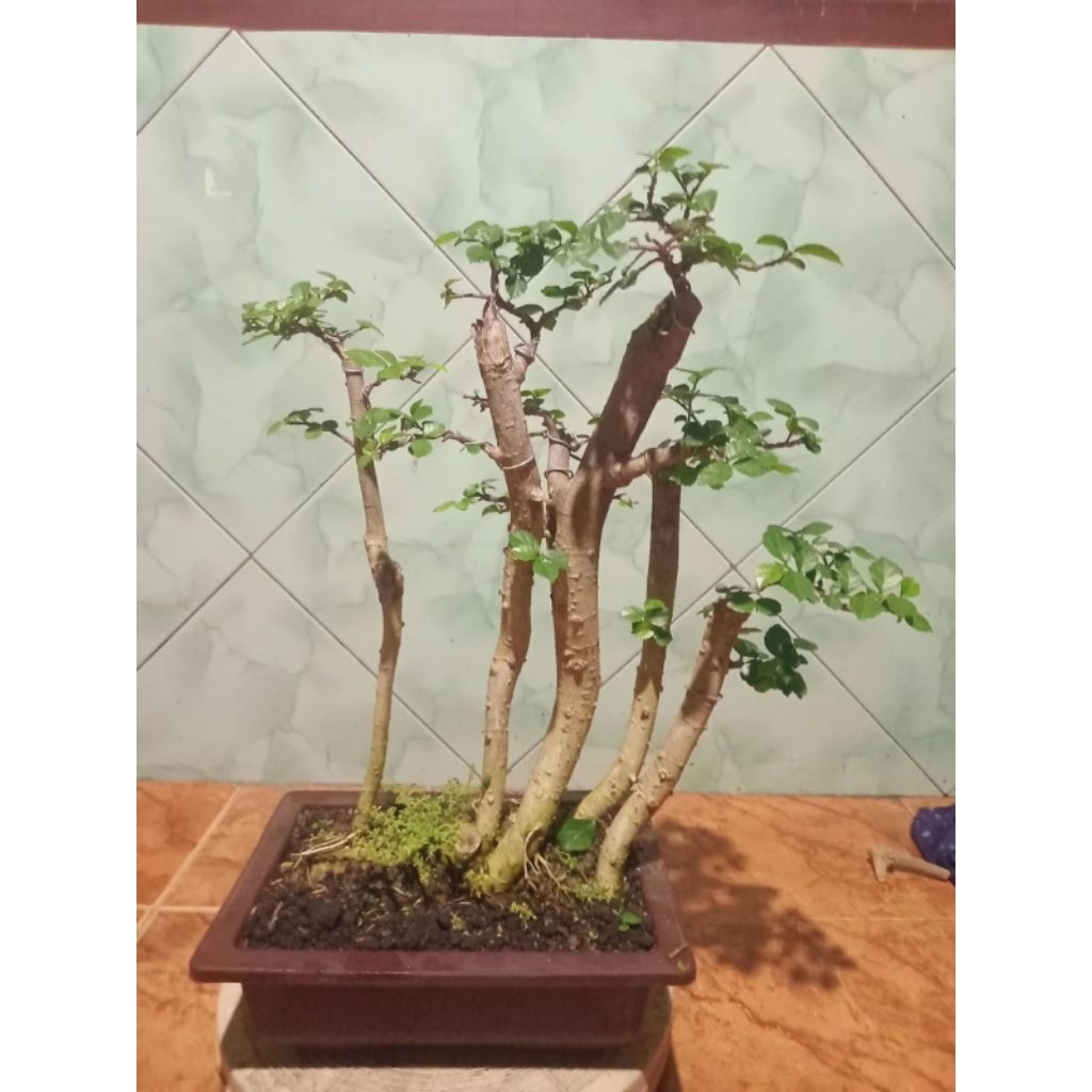 Bonsai serut raft medium, real pict