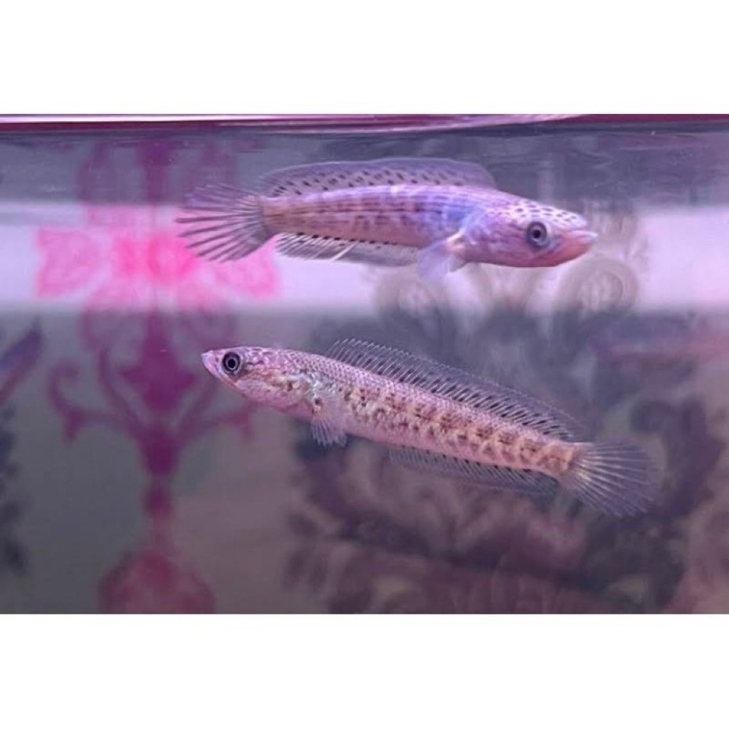 CHANNA AURANTI 9CM BAHAN PROGRESS BERGARANSI