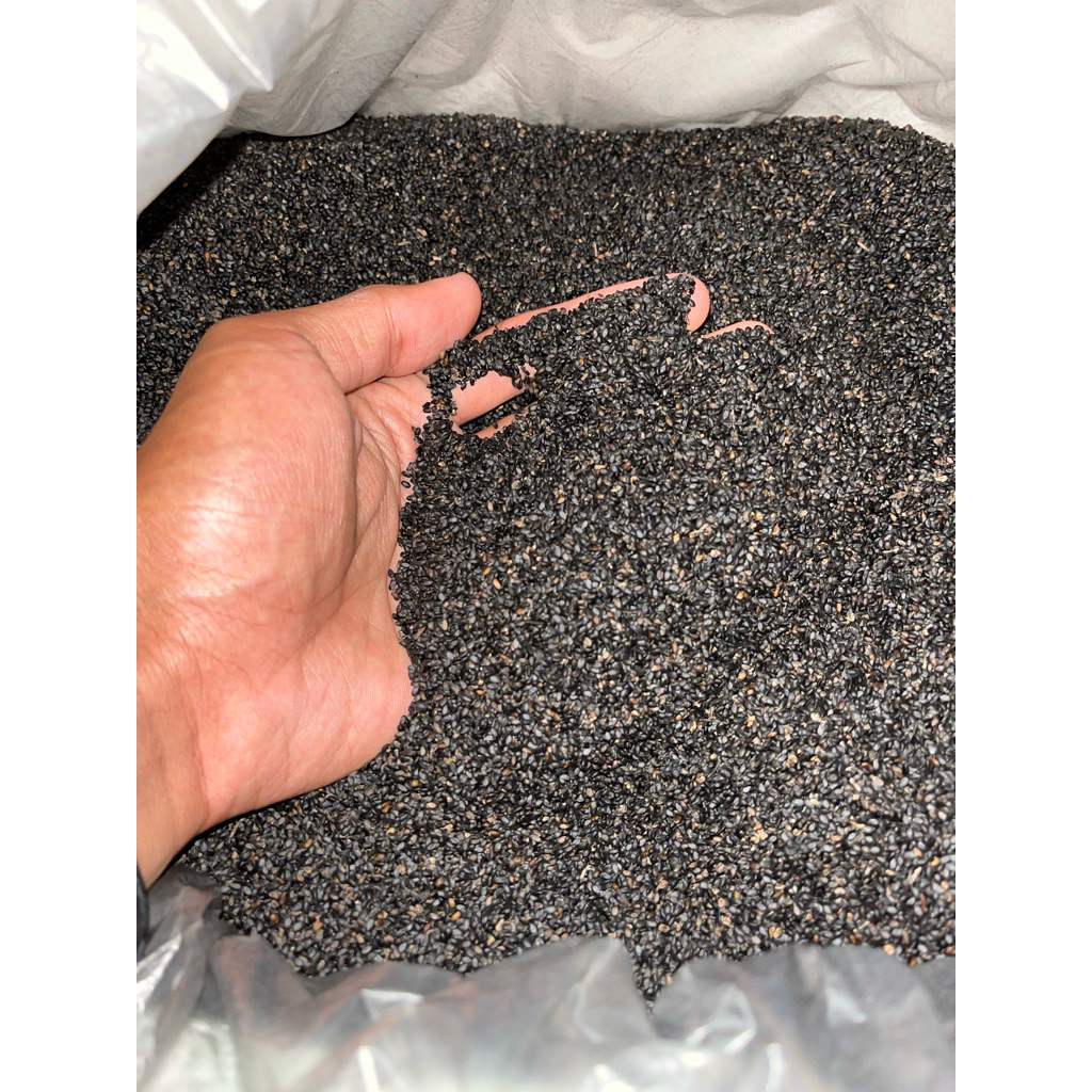 bibit kemangi kualitas super 1kg benih baru