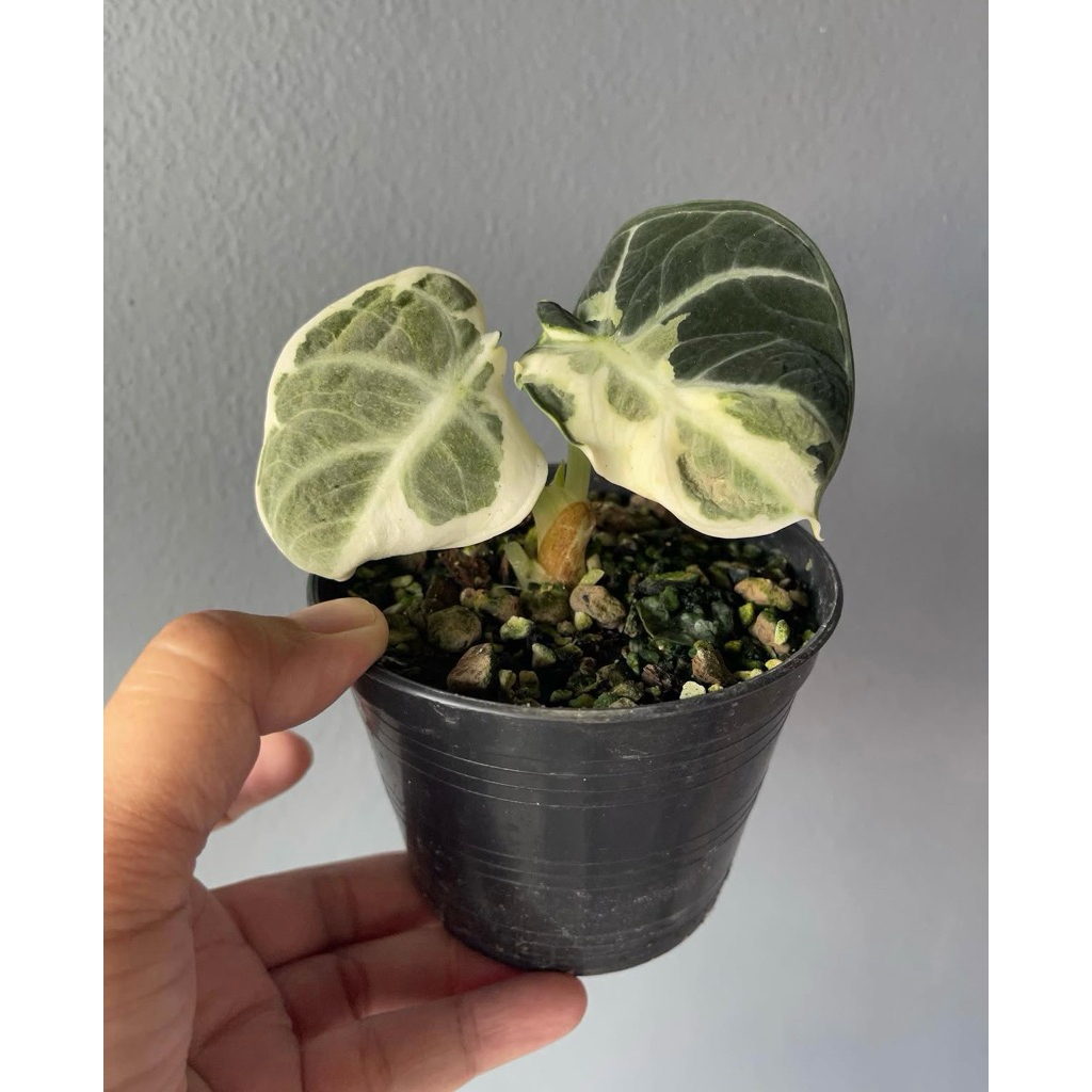 alocasia ninja variegated(small size)