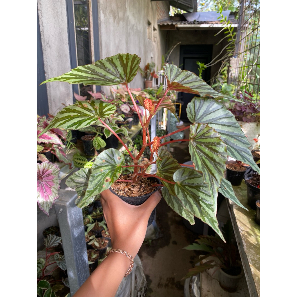begonia sp irianjaya