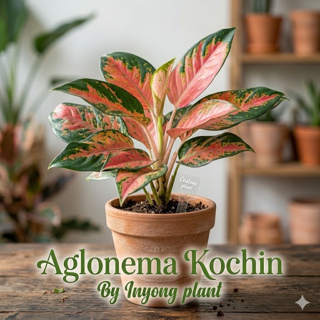 (UKURAN DEWASA  DAN MENOR) Tana waman Hias Aglonema Red Kochin/Aglaonema Kochin/Aglaonema Kochin par